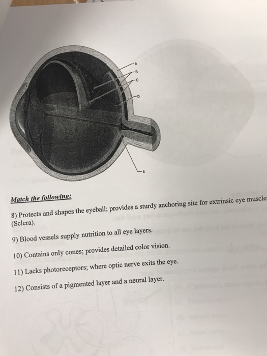 Solved Match the following 8) Protects and shapes the