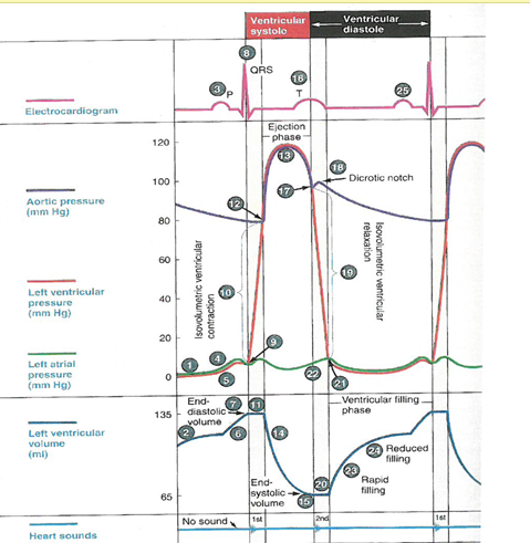 Solved Identify all the events of the cardiac cycle , for | Chegg.com