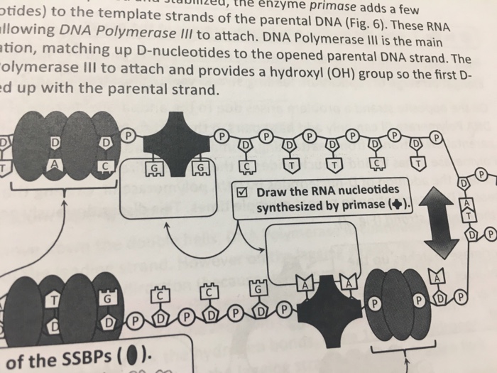 Jluuim2eu, the enzyme primase adds a few otides) to | Chegg.com