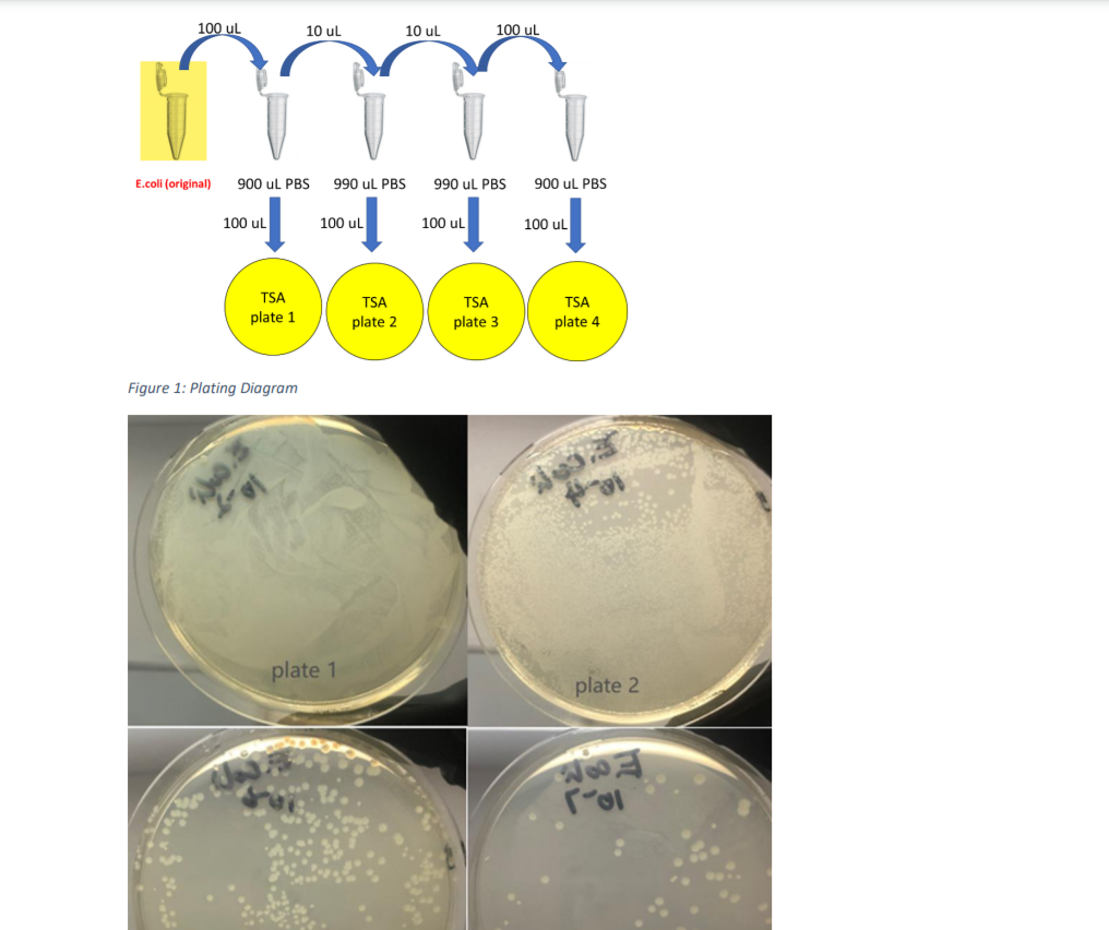 1. Calculate the E. coli cells per milliliter in the