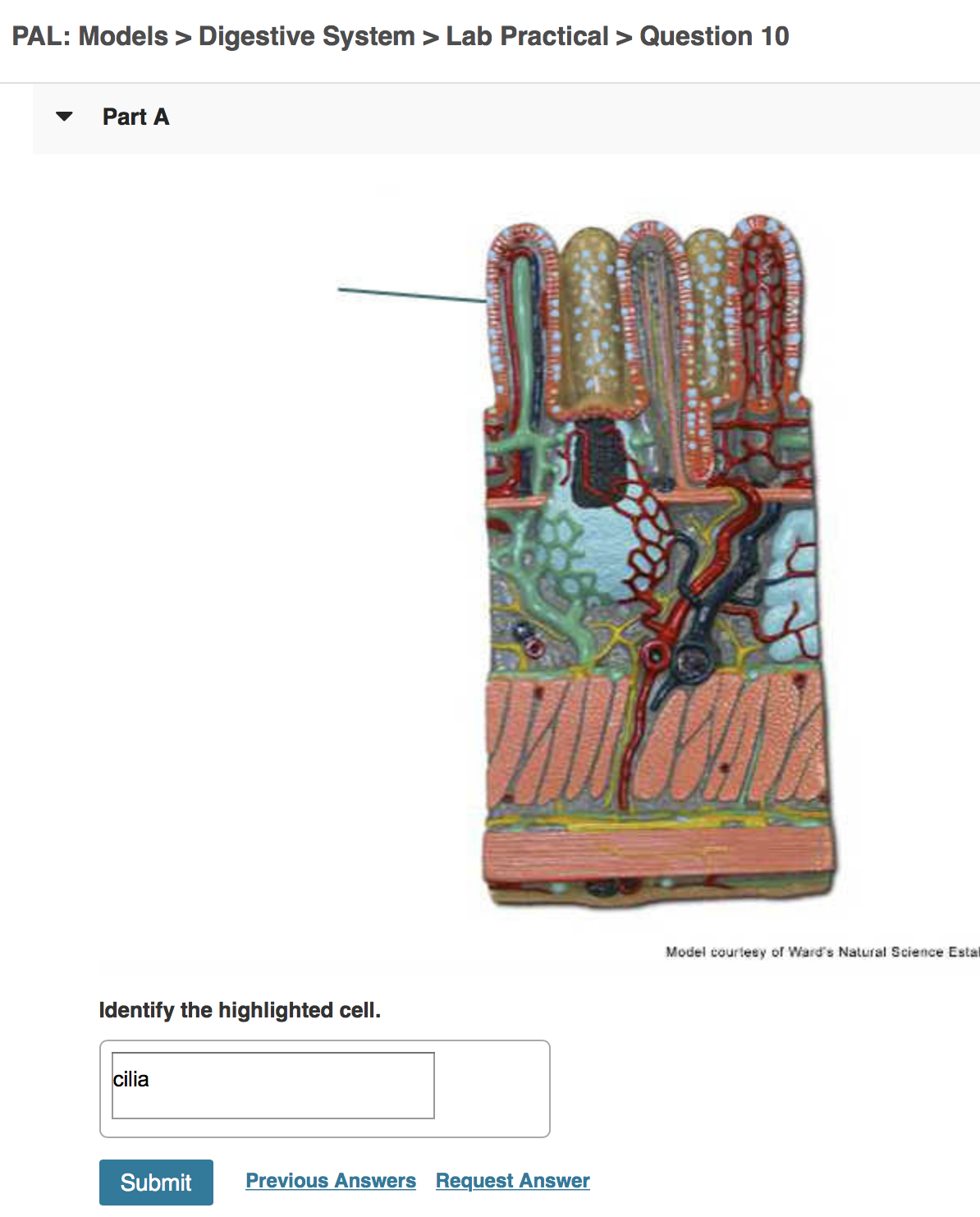 solved-pal-histology-digestive-system-lab-practical-chegg