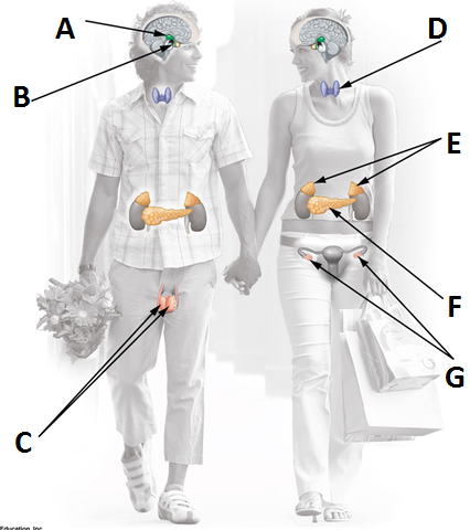 Solved Question 1 Match the endocrine glands with the | Chegg.com