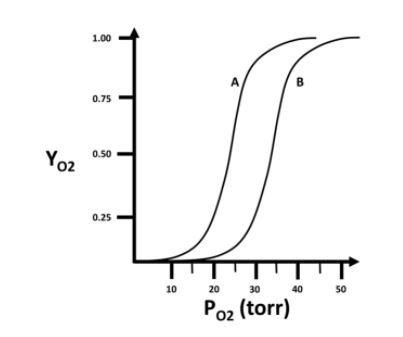 Solved You Are Studying Modified Variants Of Hemoglobin. The | Chegg.com