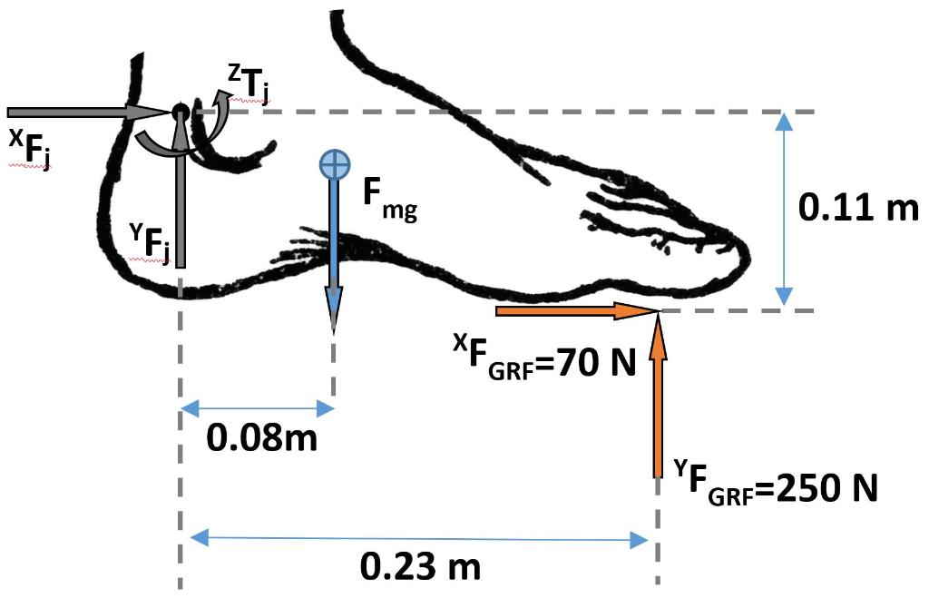 solved-the-mass-of-the-foot-is-1-93-kg-and-the-moment-of-chegg