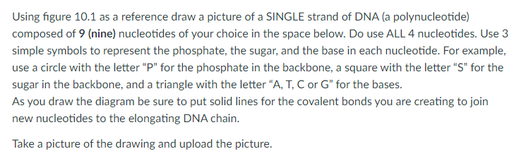Solved Phosphate group Nitrogenous base Sugar DNA nucleotide | Chegg.com