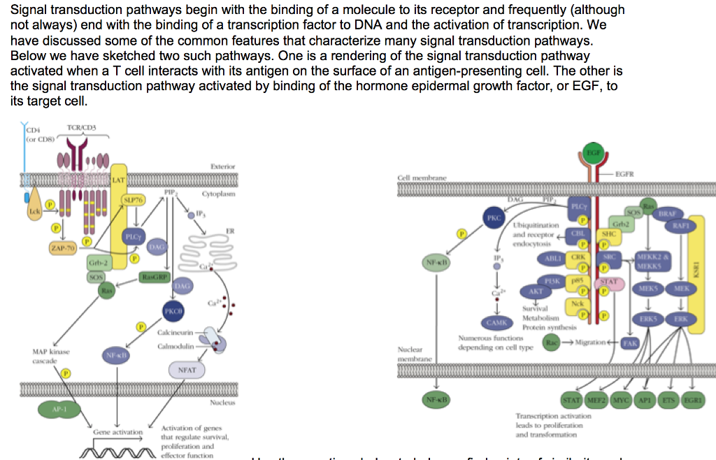 Solved Signal transduction pathways begin with the binding