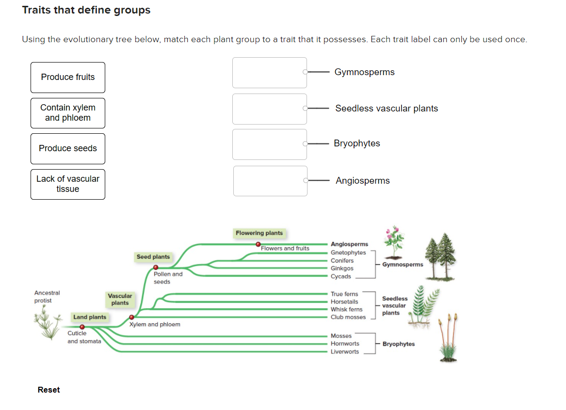 solved-traits-that-define-groups-using-the-evolutionary-tree-chegg