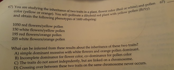 Solved 67) You Are Studying The Inheritance Of Two Traits In | Chegg.com