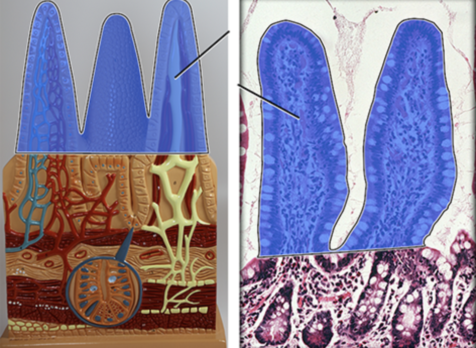 Solved Which structure is highlighted and indicated by the | Chegg.com