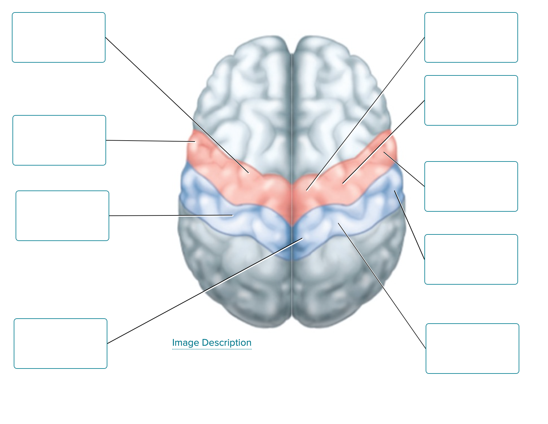 solved-in-addition-to-other-central-and-peripheral-chegg