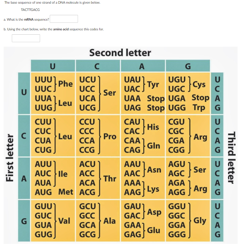 Solved The base sequence of one strand of a DNA molecule is | Chegg.com