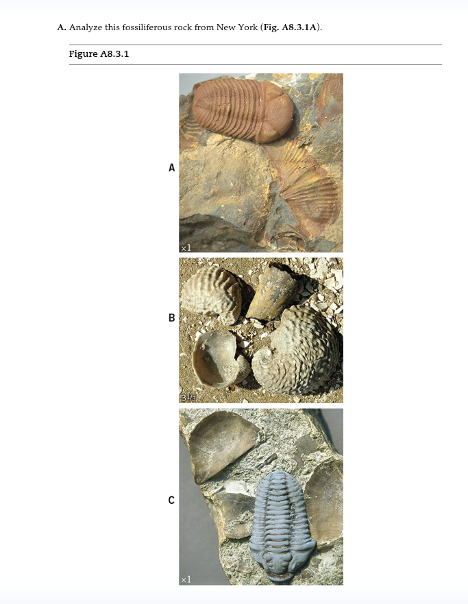 Solved 1. What Index Fossils From Fig. 8.13 Are Present? 2. | Chegg.com