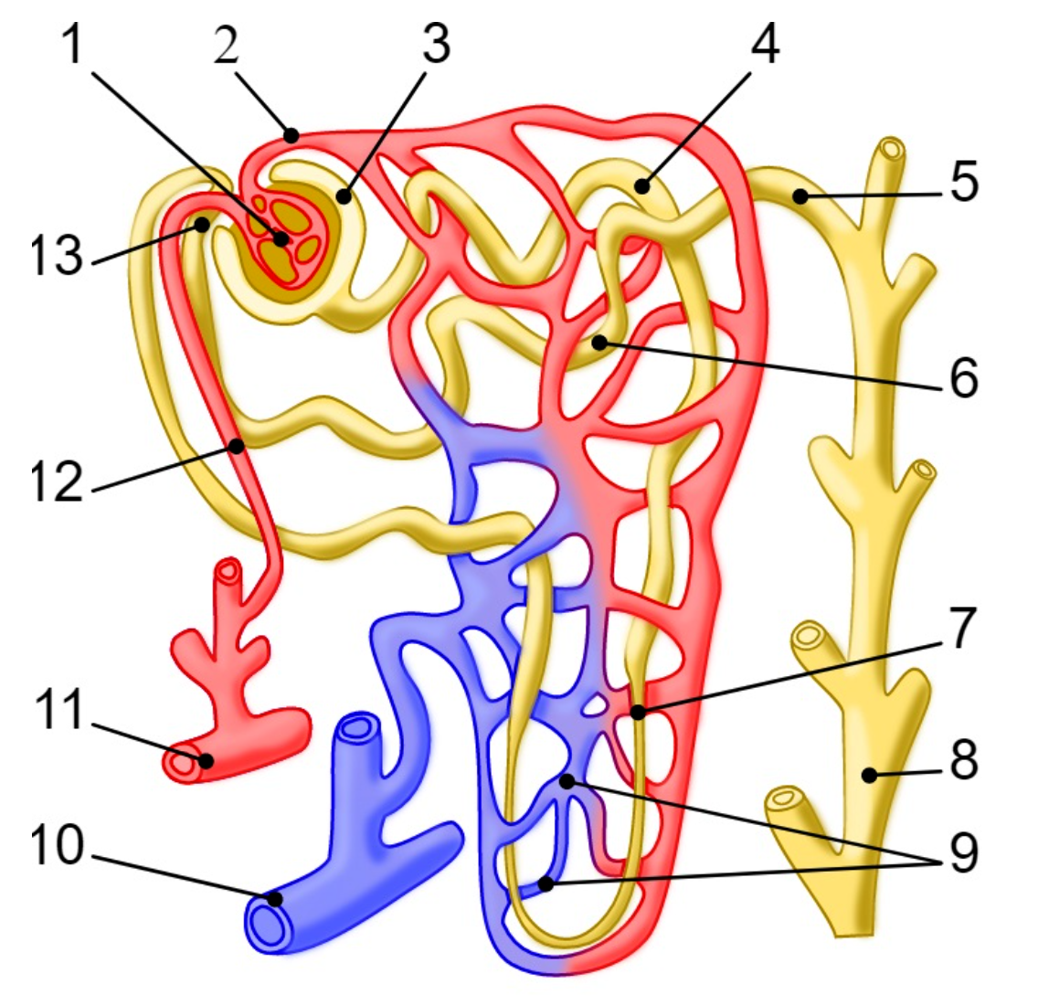 solved-use-the-following-diagram-to-answer-the-next-5-chegg