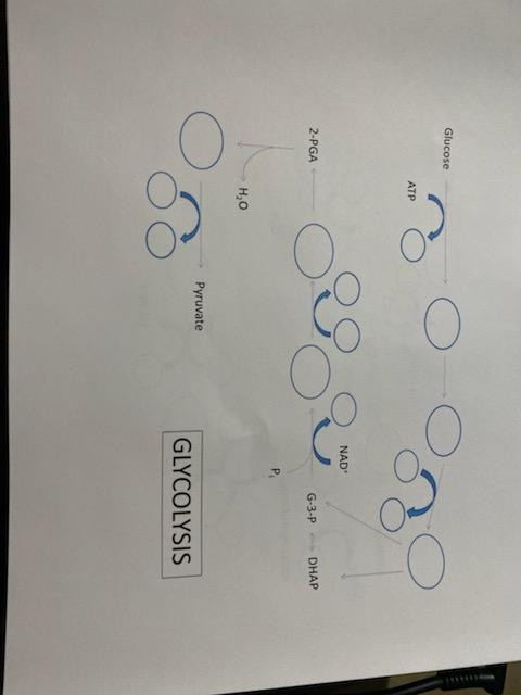 Solved Using the list below, make a diagram of the pathways | Chegg.com