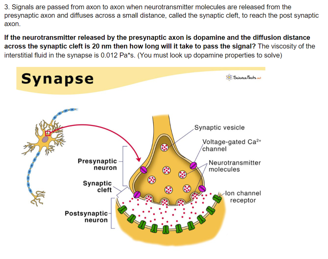 Solved 3. Signals are passed from axon to axon when | Chegg.com