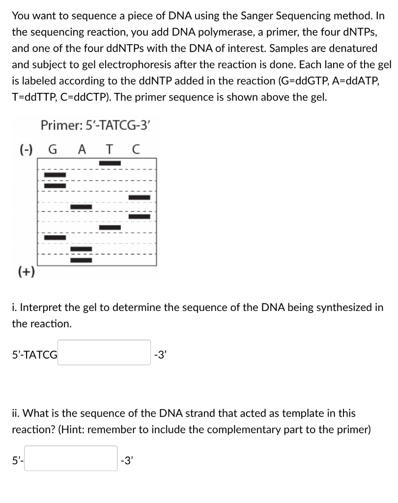 Solved You want to sequence a piece of DNA using the Sanger | Chegg.com