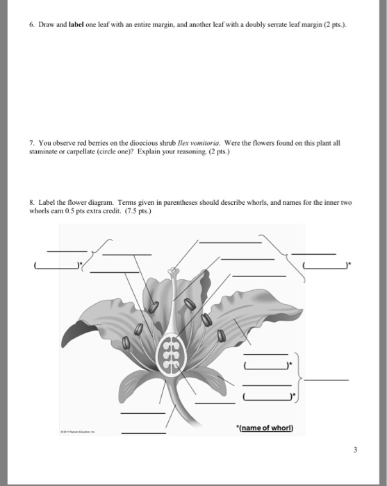 Solved 6 Draw and label one leaf with an entire margin, and | Chegg.com