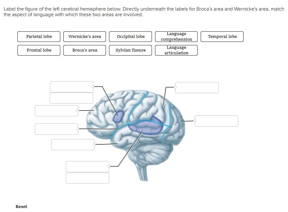 Solved Label the figure of the left cerebral hemisphere | Chegg.com