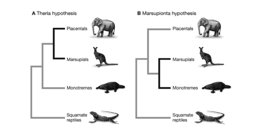 Solved A Theria hypothesis B Marsupionta hypothesis