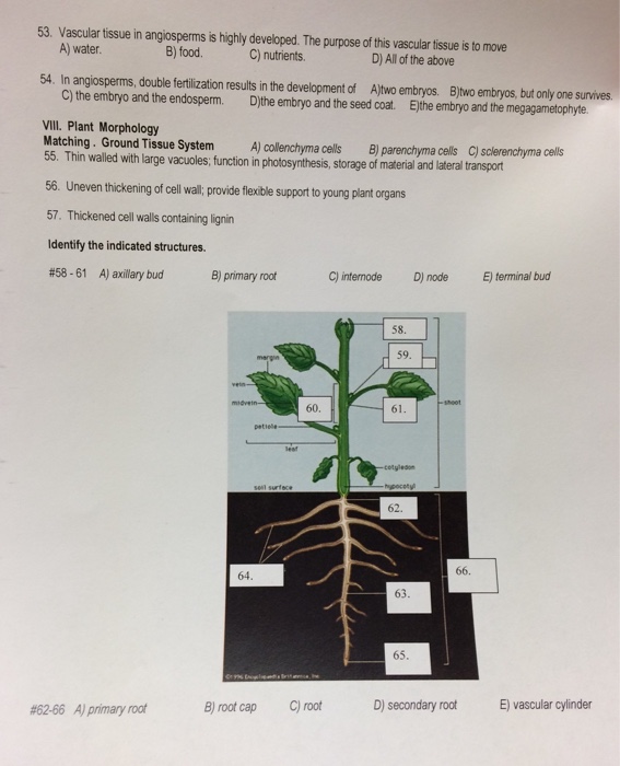 Solved Vascular tissue in angiosperms is highly developed.