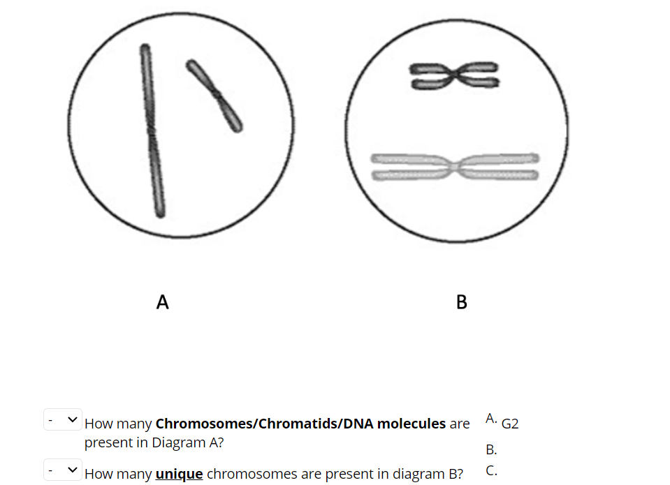 Solved How many Chromosomes/Chromatids/DNA molecules are A. | Chegg.com