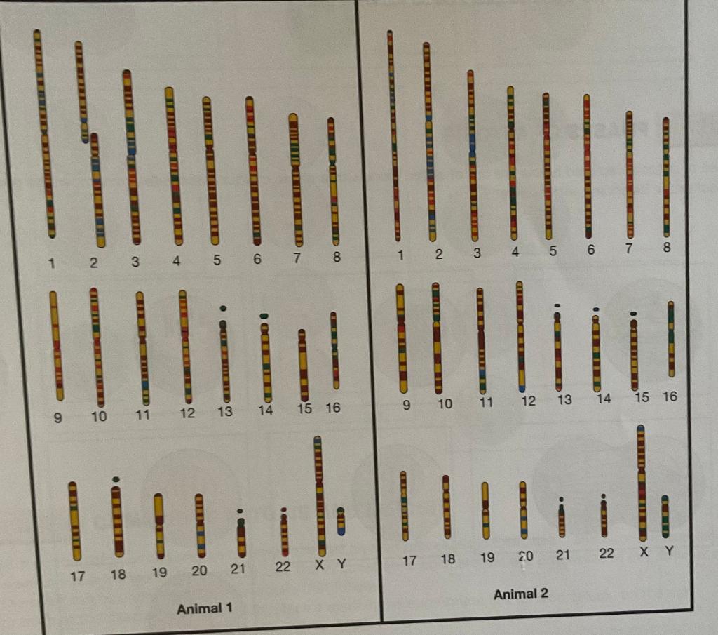 CHFIT SEED
T
D
17
HET WIE EXCEED
2
18
3
11
19
t
QUEEN
12
SCHE DE RED
CHILDR
13
CHEMINENTE
20 21
Animal 1
OTDA
?MERTER
CHELDEN