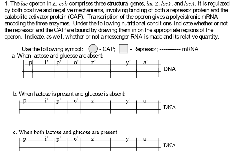 Solved 1. The lac operon in E. coli comprises three | Chegg.com