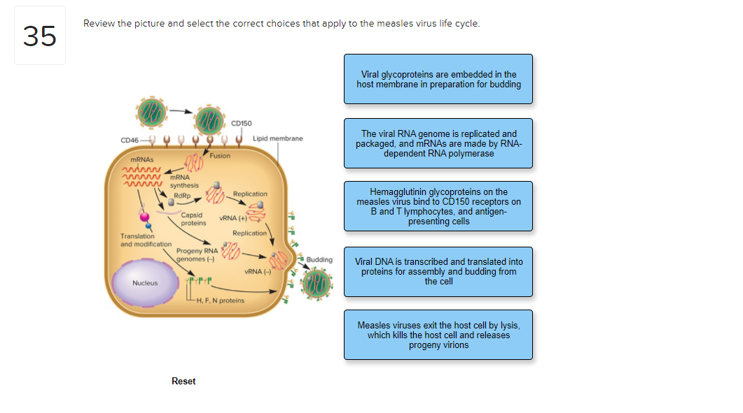 measles virus life cycle