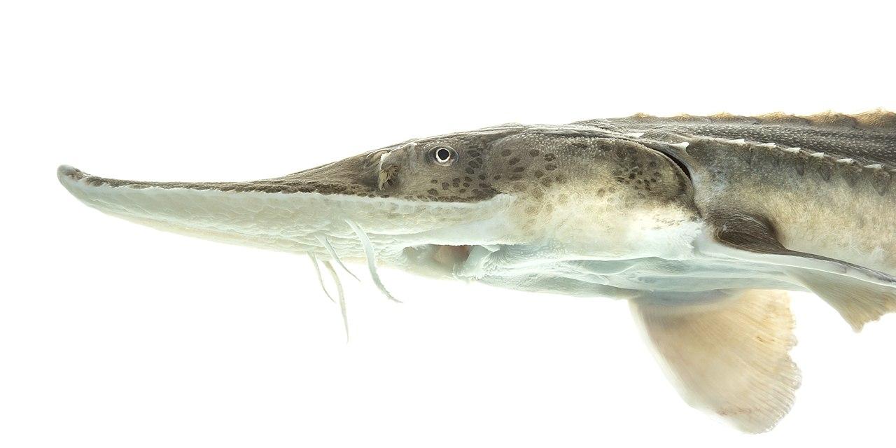 Solved DirectionsTo begin, examine the general | Chegg.com