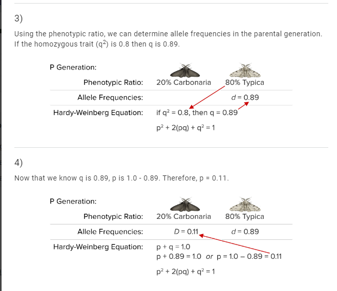 Solved Phenotype Frequency Allele Frequency Genotype | Chegg.com