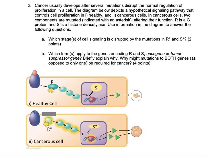 Solved 2. Cancer usually develops after several mutations | Chegg.com