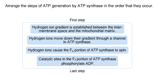 proton gradient drives atp synthesis