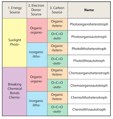 Solved Bacteria Eukarya Archaea Archaea Chegg Solved Bacteria Eukarya Archaea Archaea Chegg