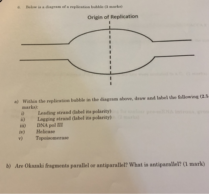 Solved 6. Below is a diagram of a replication bubble (3 | Chegg.com