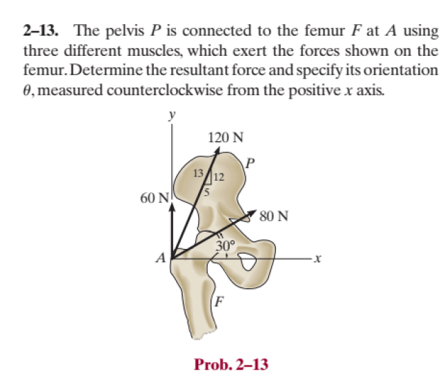 Solved 213. ﻿The pelvis P ﻿is connected to the femur F ﻿at