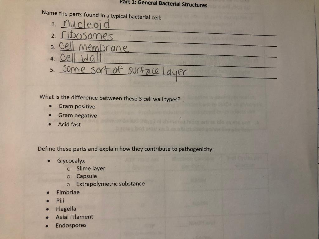 homework lesson 1.3 bacterial structures