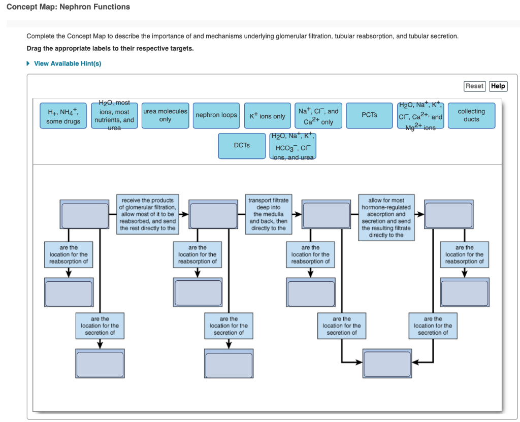 Nephron Concept Map