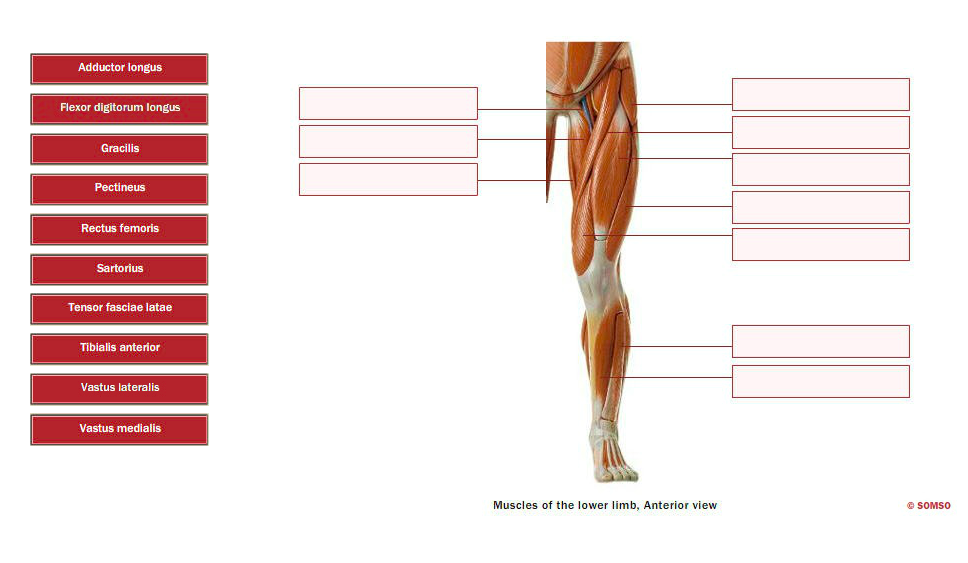 Solved Adductor longus Flexor digitorum longus Gracilis | Chegg.com ...