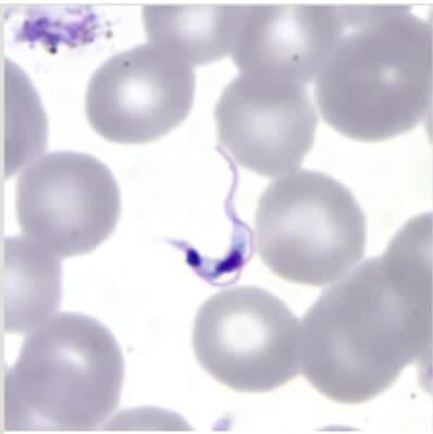 Solved INSTRUCTIONS FOR LABORATORY REPORT: The following are | Chegg.com