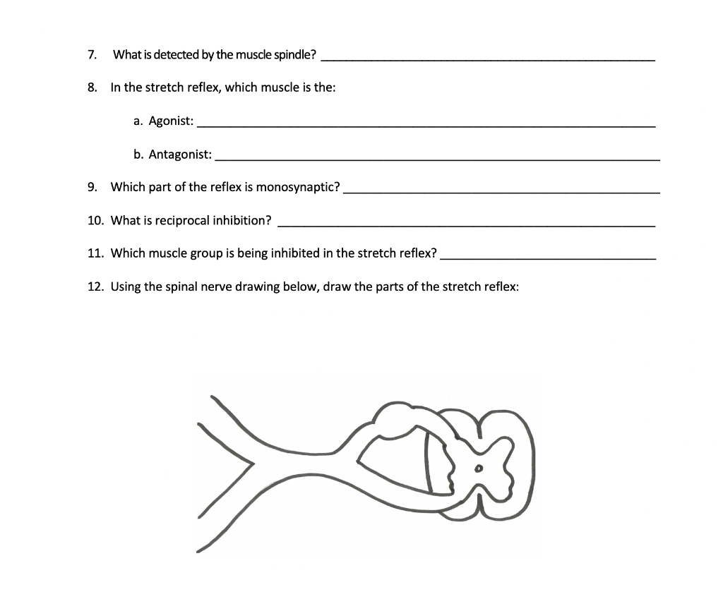 Solved 7. What is detected by the muscle spindle? 8. In the Biology Diagrams