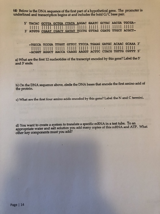 Solved (4) Below is the DNA sequence of the first part of a | Chegg.com