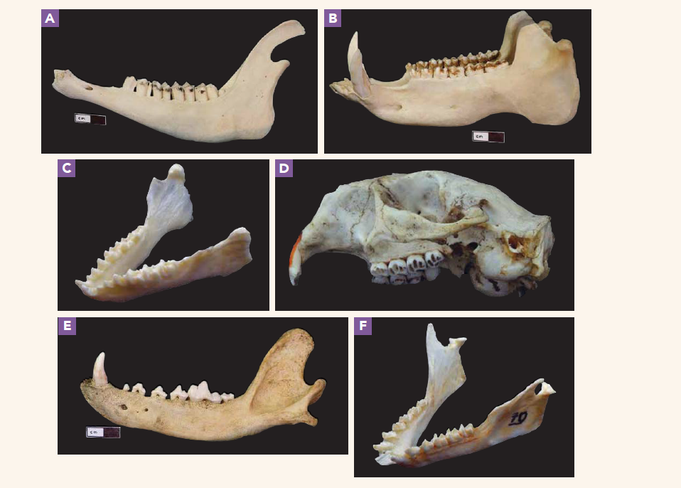 Station 1 Tooth Function and Diet Review the main