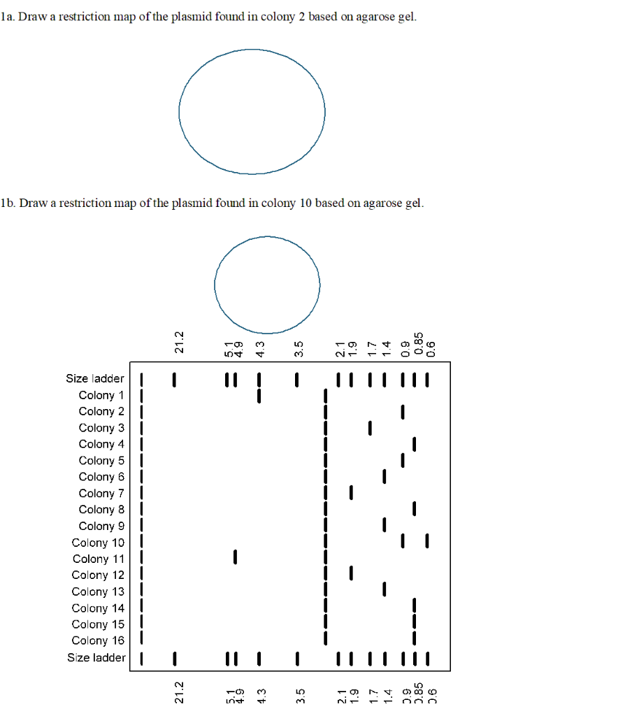 Solved 1a. Draw a restriction map of the plasmid found in | Chegg.com