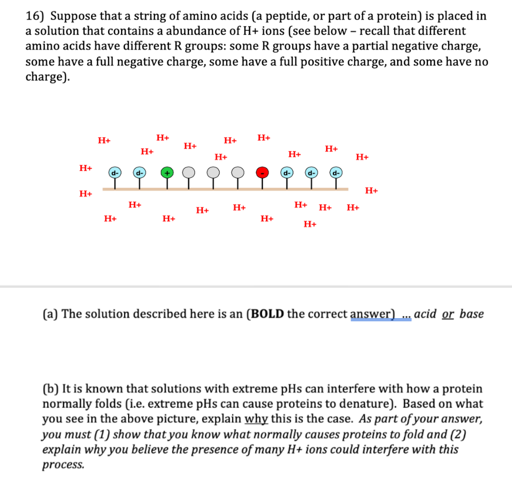 Solved 16) Suppose that a string of amino acids (a peptide, | Chegg.com