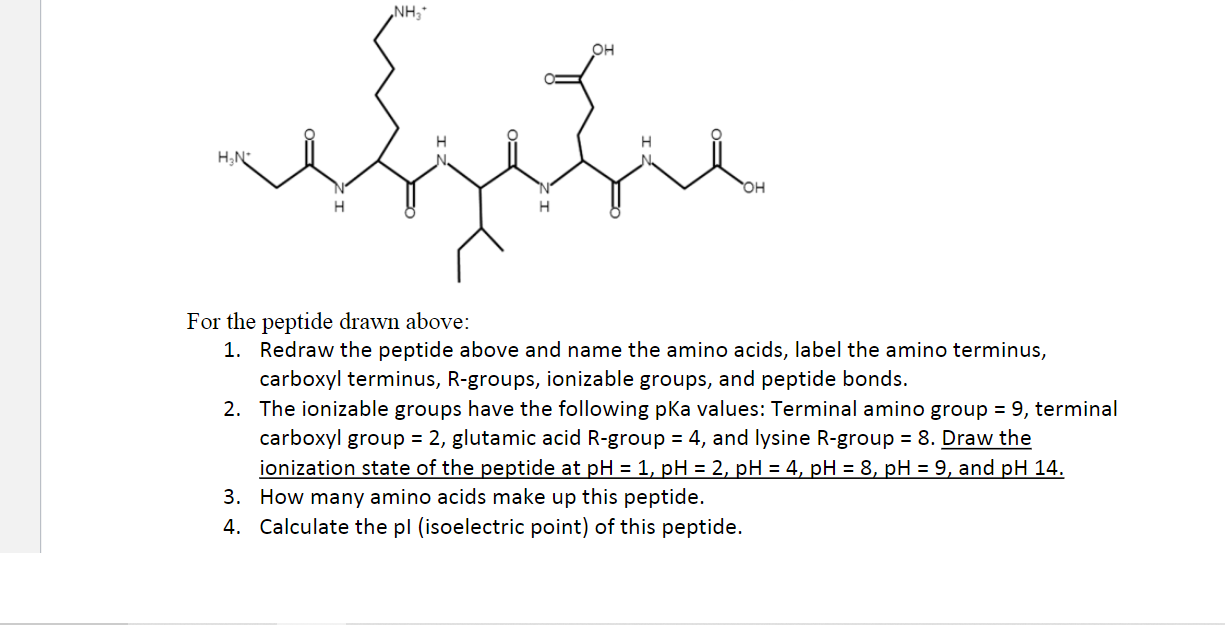 Solved For the peptide drawn above: 1. Redraw the peptide | Chegg.com