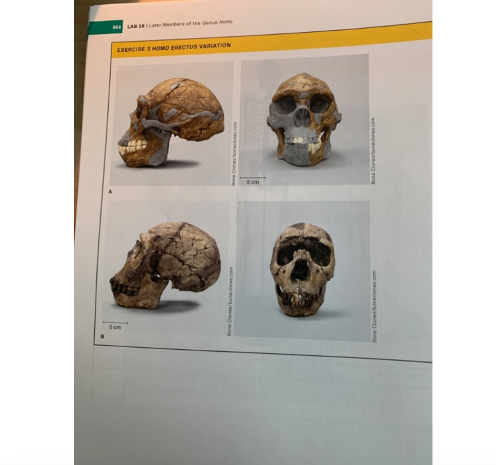 Solved Date Name: 478 LAB 16 Later Members of the Cenus Homo | Chegg.com