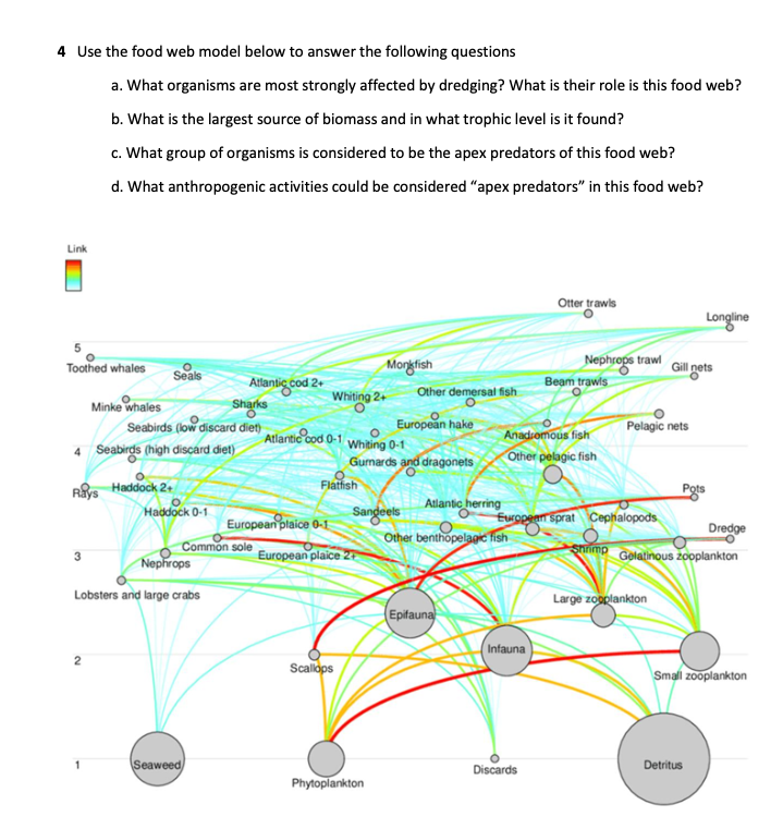 Solved 4 Use the food web model below to answer the | Chegg.com