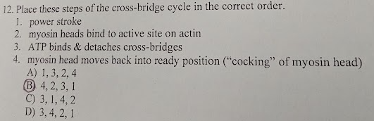 Solved 12. Place These Steps Of The Cross-bridge Cycle In | Chegg.com