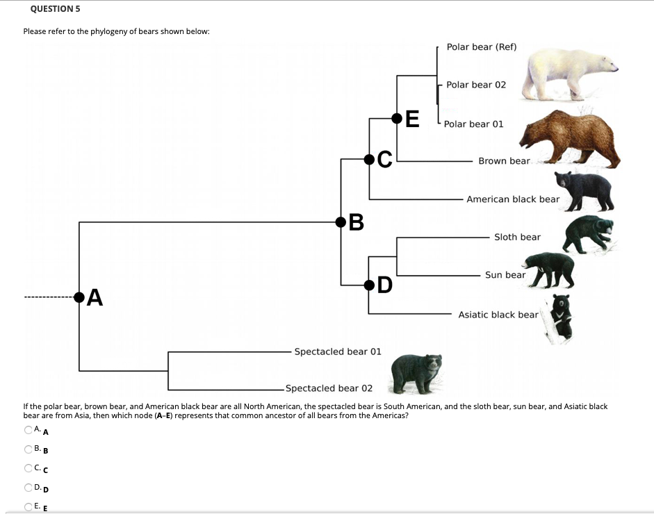 Solved QUESTION 4 Please Refer To The Phylogeny Of Bears | Chegg.com