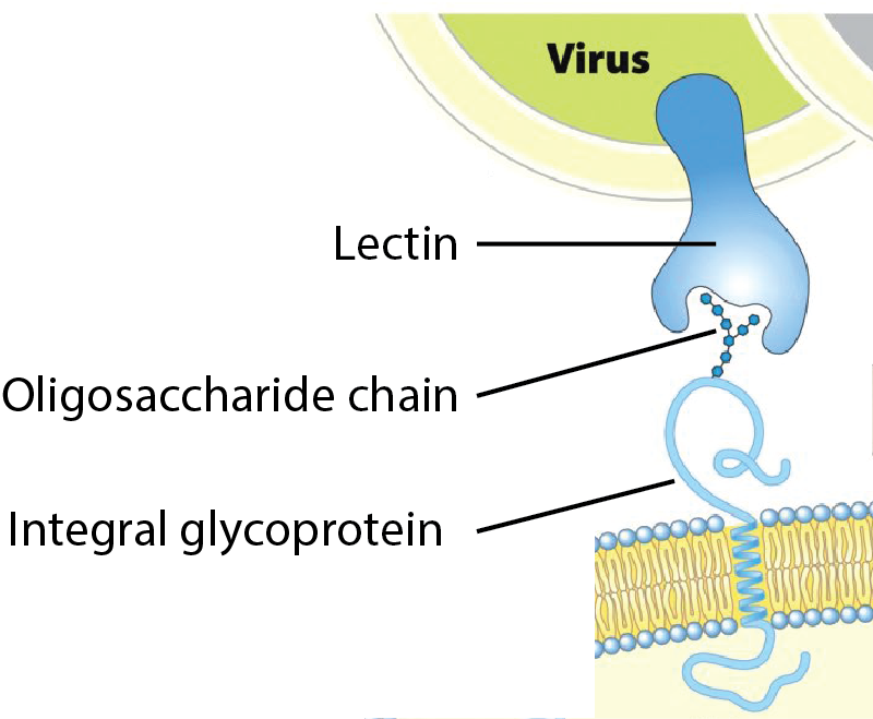 Lectin
chain
btein
Virus
00
DON
QUO
Xxxx